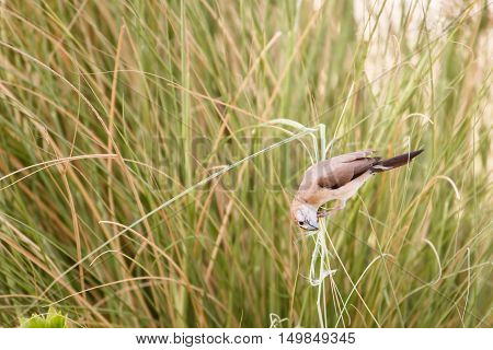 An Indian Silverbill or White-throated Munia in a garden in Bahrain