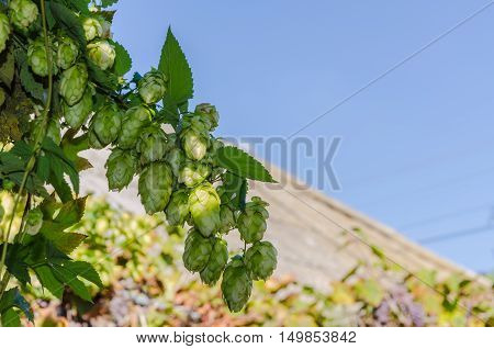 Hop plant close up growing on a farm.