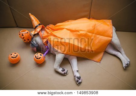 (Vignette effect) Cute pug dog with costume of happy halloween day sleep lay down on sofa with plastic pumpkin Jack O'Lantern
