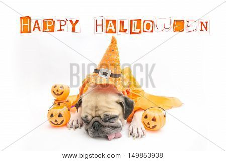 Cute Pug Dog sleep rest and tongue sticking out with Happy Halloween day and pumpkin concept
