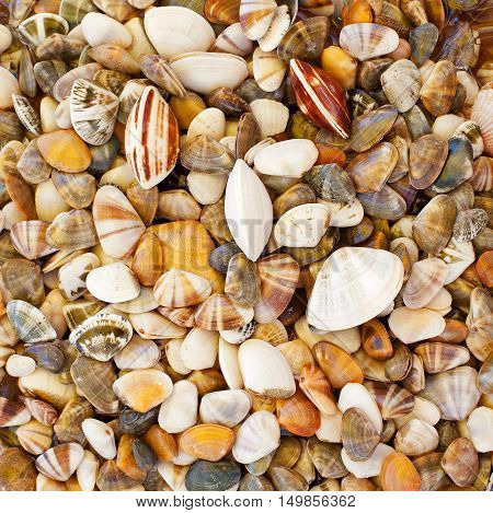 Fresh clams, mussels background. Vietnamese farm market