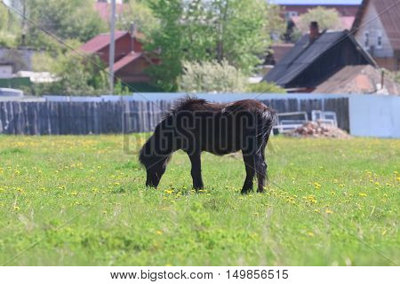 Black beautiful foal eats fresh grass in field near village at sunny day