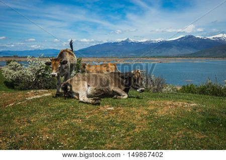 Cows On Island Of St. Ahileos At Lake Prespa, Greece
