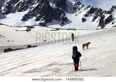 Two hikers with dog at spring snowy mountains in sun day. Turkey Kachkar Mountains (highest part of Pontic Mountains).