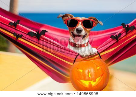 Dog On Hammock On Halloween