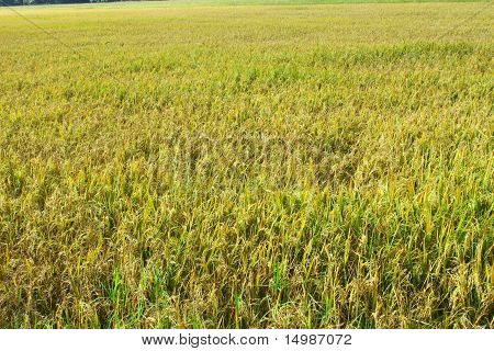 Rice seedlings in the field