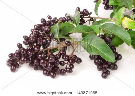 branch of Wild privet orLigustrum vulgare isolated on white background.
