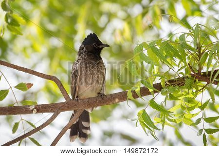 A very close shot of a Red-vented bulbul in a garden in Bahrain