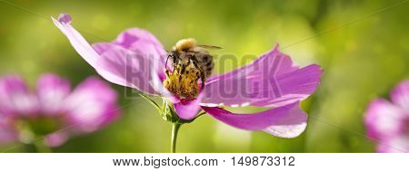 Pink cosmea flower with a bee on it in summer garden.