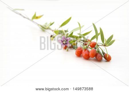 Branch with fresh red healthy goji berries