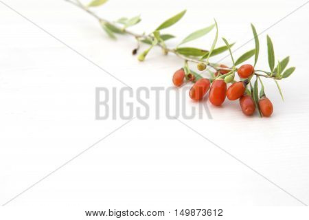 Branch with red ride fresh goji berries