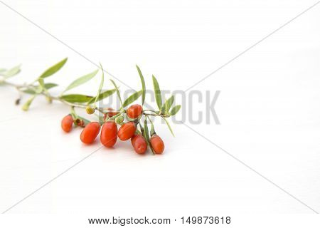Branch with red ripe goji berries, healthy food