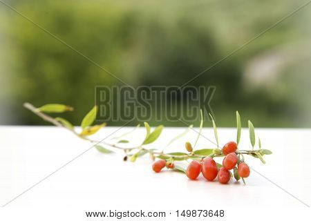 Detail of branch with goji berries, detox diet