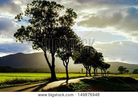Beautiful Sunset Through The Trees, Empty Way In The Fields Of Alsace, Frabce