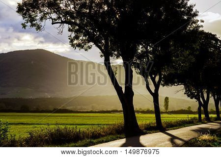 Beautiful Sunset Through The Trees, Empty Way In The Fields Of Alsace, Frabce
