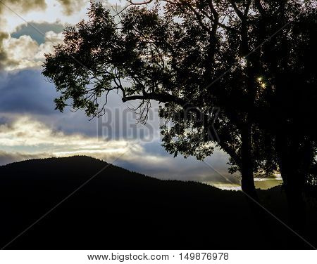 Beautiful Sunset Through The Trees, Empty Way In The Fields Of Alsace, Frabce