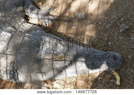 Nile crocodile (crocodylus niloticus) resting in a hot day