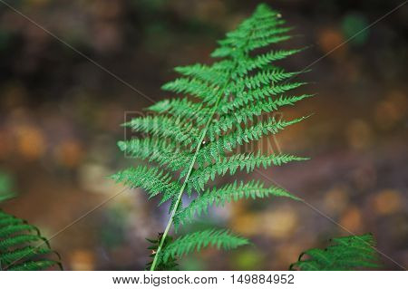 Herbaceous fern in autumn forest closeup on blurred background.