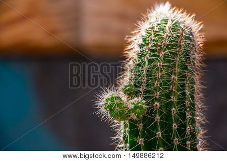 Small cactus sprouts. Sprouts growing up on the cactus