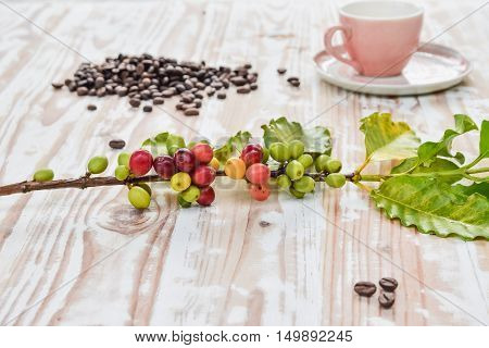 Branch of a coffee tree with Coffee Cherry ripe fruits and bean and coffee cup on wood table