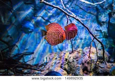 Symphysodon discus in an aquarium on a blue background