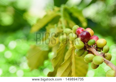 coffee cherry mix ripe red and unripe green on Coffea