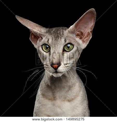 Close-up Portrait of Peterbald Sphynx Cat Curiosity Ear and Looks on Isolated Black background