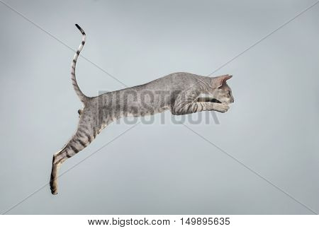 Jumping Peterbald Sphynx Cat, Hunting on White background