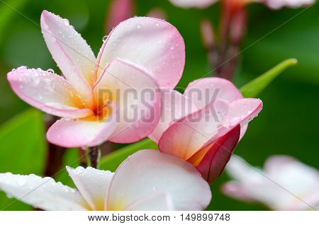 Plumeria Pink Mountain beautiful drops water fog drizzle rain wet.