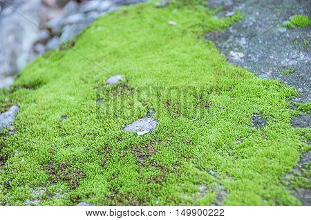 Green Mos On Dirty Concrete, Green Mos Background, Stone With Green Mos,
