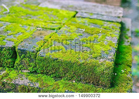 Old Wall And Green Mos Background. Green Mos Background.