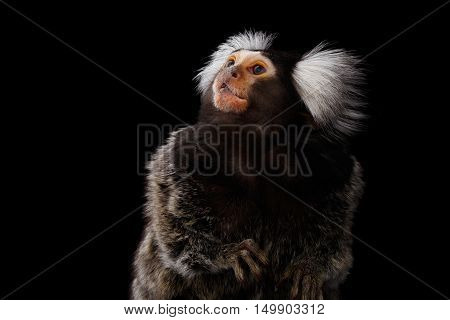 Close-up Profile portrait of Cute monkey Common Marmoset, Callithrix jacchus Isolated Black background