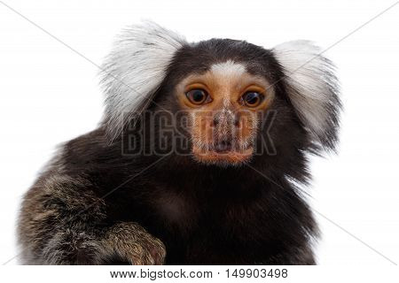 Close-up portrait of Cute monkey Common Marmoset, Callithrix jacchus Isolated White background