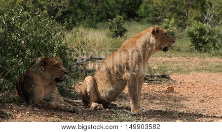 Two Lionesses at The Kruger national Park South Africa