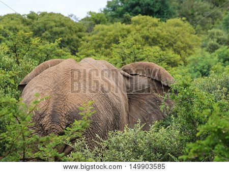 Bull Elephant at The Pilanesberg Park South Africa
