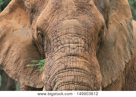 Close up of a Male Elephant in The Kruger National Park South Africa