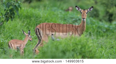 Female Impala with Calf at The Kruger National Park South Africa