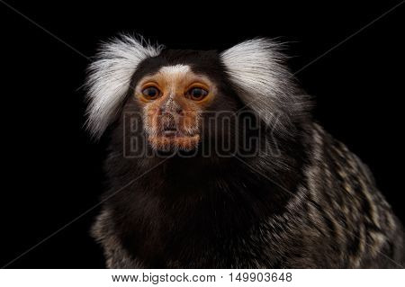 Close-up portrait of Cute monkey Common Marmoset, Callithrix jacchus Isolated Black background