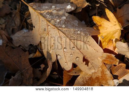 Fallen leaves forzen on the ground