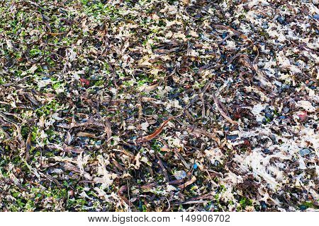 Abstract background from dry seaweed and colorful sea pebbles. Closeup.