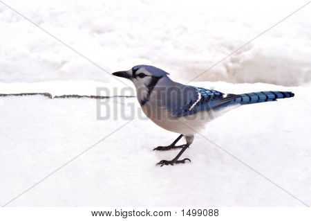 Jay79 azul
