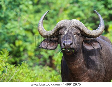 Water Buffalo grazing in The Kruger National Park South Africa