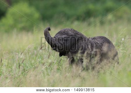 Young baby Elephant at The Kruger National Park South Africa