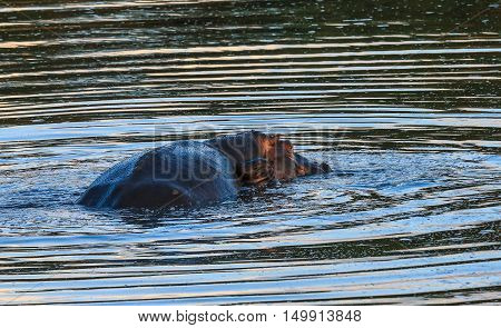 A Mother Hippo with her new born calf at her side in the Kruger National Park South Africa