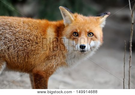 Wild Red Fox Portrait