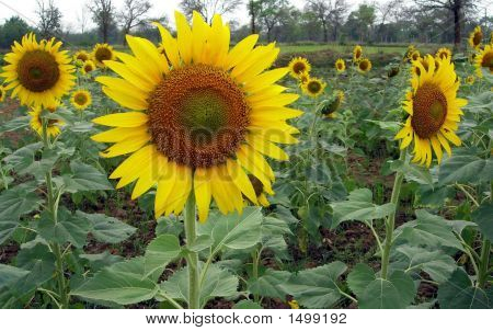 Sunflower