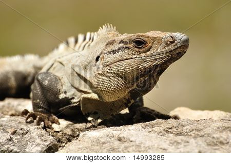 Close-up di un Iguana