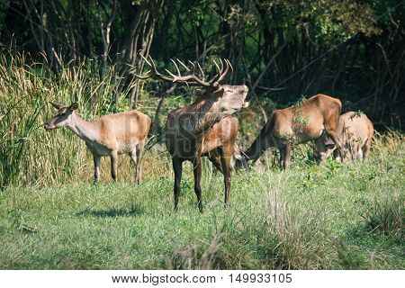 Red deer in runting season beautiful picture