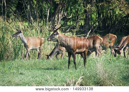 Red deer in mating season beautiful picture