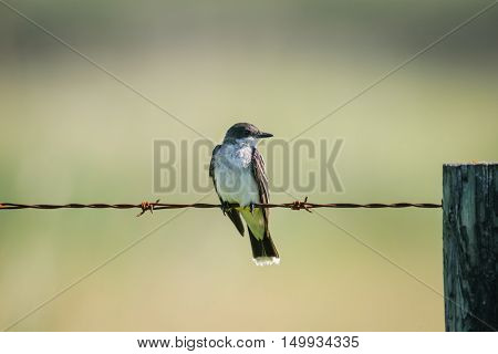 Eastern Kingbird (tyrannus Tyrannus)